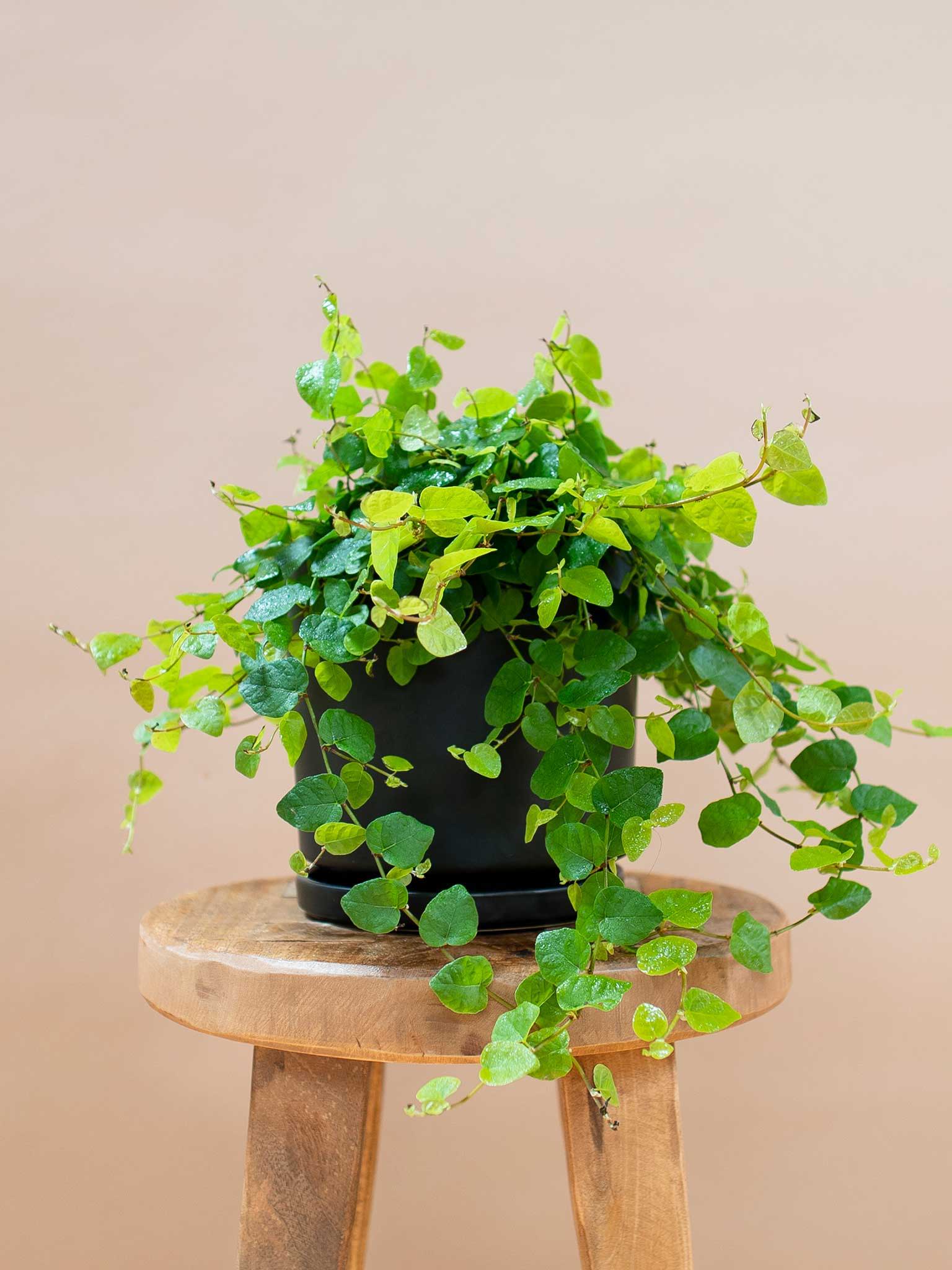 Creeping Fig Care Guide