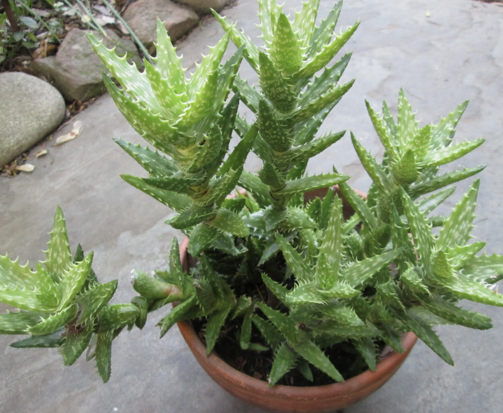 Tiger Tooth Aloe