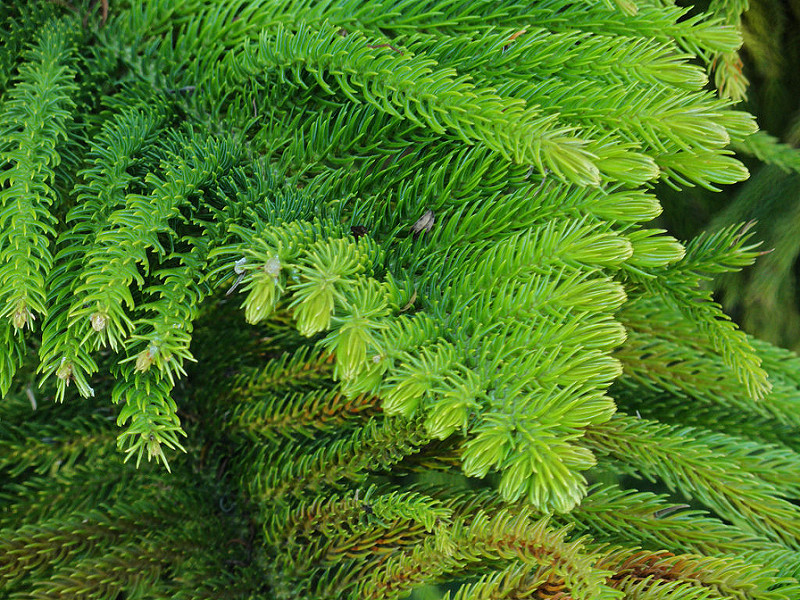 Ultimate Guide to Caring for Norfolk Island Pine Trees at Home