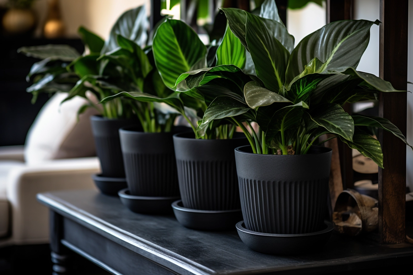 Black potted deals plants